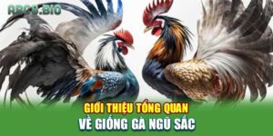 Giới thiệu tổng quan về giống gà ngũ sắc