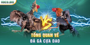 Tổng quan về đá gà cựa dao